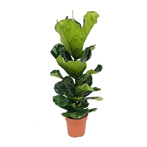 Ficus Lyrata Higuera Hoja de Violín Altura 60cm Maceta 17cm Planta de Interior