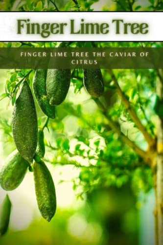 Finger Lime Tree: Finger Lime Tree the Caviar of Citrus