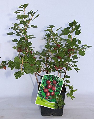 Grosella uva crispa o espinosa (maceta 2 litros) - Arbusto frutal vivo