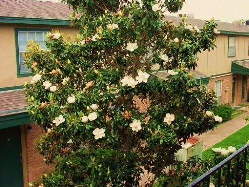 Magnolia grandiflora, exótico árbol en flor fragante flor de planta rara, 15 semillas