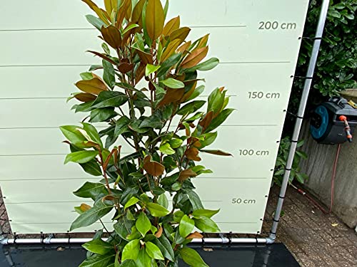 MAGNOLIA GRANDIFLORA GALLISONIENSIS 200 CM