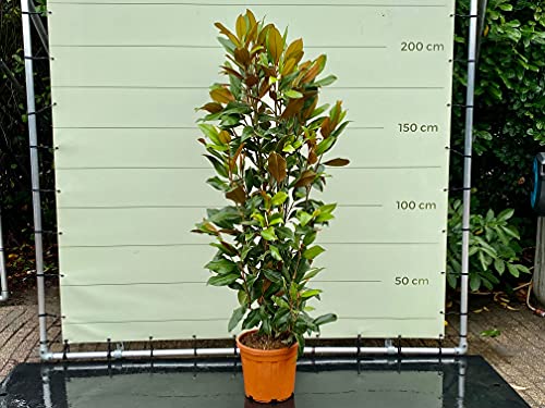 MAGNOLIA GRANDIFLORA GALLISONIENSIS 200 CM