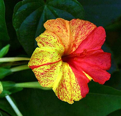 Mirabilis Jalapa Seeds 10+ (Flor de las cuatro en punto) Colores mezclados para el jardín de su casa Jardín al aire libre Plantación agrícola