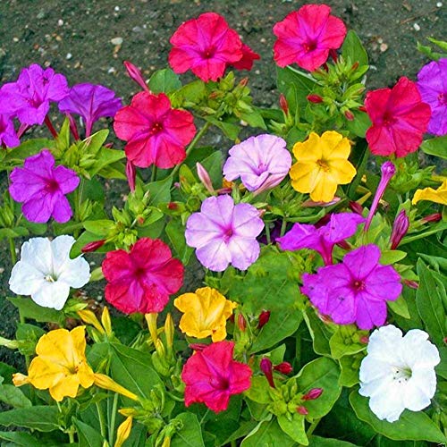 Mirabilis Jalapa Seeds 10+ (Flor de las cuatro en punto) Colores mezclados para el jardín de su casa Jardín al aire libre Plantación agrícola