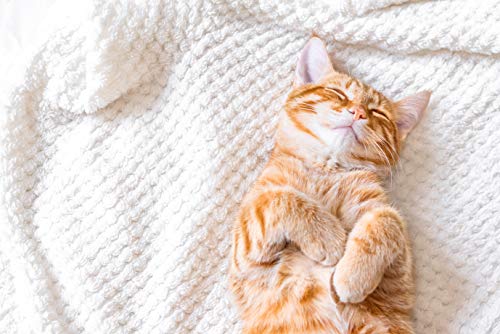 PheroPet Recambios – Difusor de feromonas para Gatos – Tranquilizante Gatos – Elimina Malos hábitos con Este Relajante para Gatos – Anti estrés y Anti arañazos para Gatos - (Pack 3 Recambios 48ml)