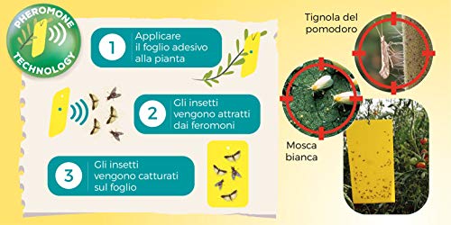 Placa con feromonas Tuta Absoluta para el control de las principales plagas del tomate y otros cultivos