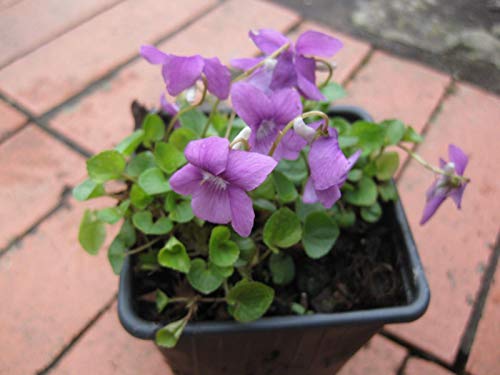 Portal Cool 2 X Viola odorata 'violeta dulce' (papilio) Plantas de raíz desnuda