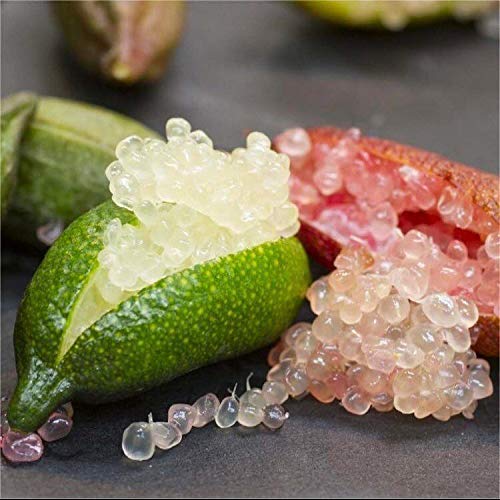 Portal Cool 20 Semillas de Australia Finger Lime - Finger Lime semillas del árbol frutal de caviar