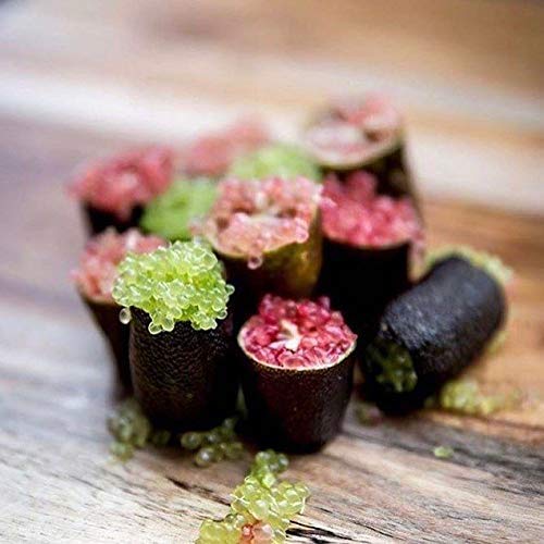 Portal Cool 20 Semillas de Australia Finger Lime - Finger Lime semillas del árbol frutal de caviar
