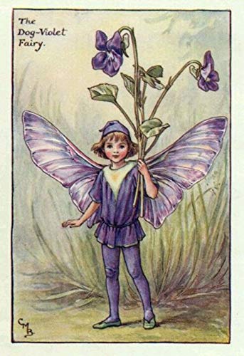 Portal Cool Las semillas del paquete: 100 Si no se trata la reina Charlotte Violeta - Viola odorata - Flor