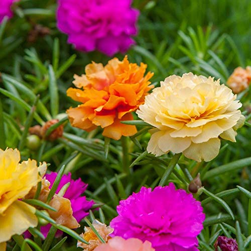 Portal Cool Portulaca grandiflora doble Mix - El musgo Rose - 30.000 Semillas Finest - a granel