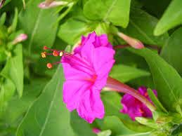 Radny 100 semillas de flores rosadas Mirabilis Jalapa