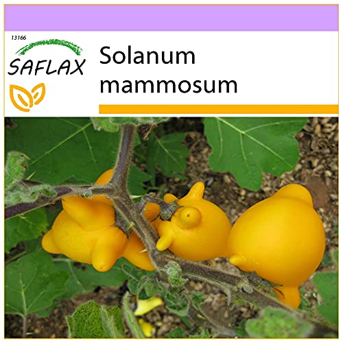 SAFLAX - Ubre de vaca - 10 semillas - Solanum mammosum