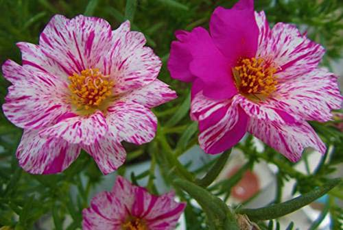 Semillas de flores mixtas de color rosa musgo-verdolaga doble 100+ Portulaca grandiflora Moss Rose planta cubierta de semillas de plantas