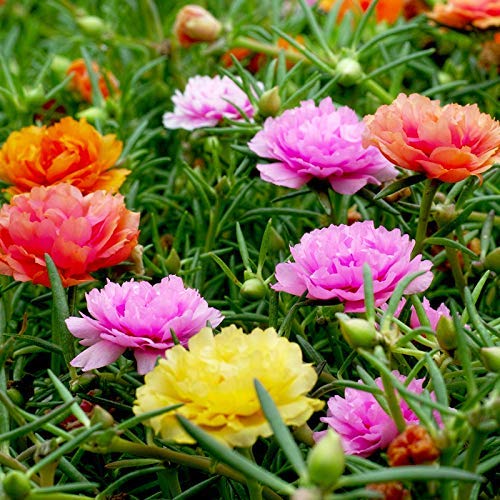 Semillas de flores mixtas de color rosa musgo-verdolaga doble 100+ Portulaca grandiflora Moss Rose planta cubierta de semillas de plantas