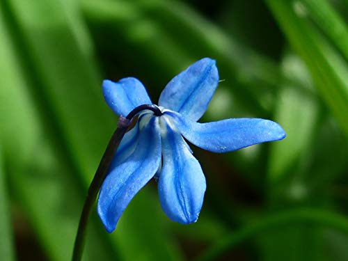 Top Gotero para Orquideas - Fertilizante diluido especial para orquideas