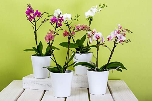 Top Gotero para Orquideas - Fertilizante diluido especial para orquideas