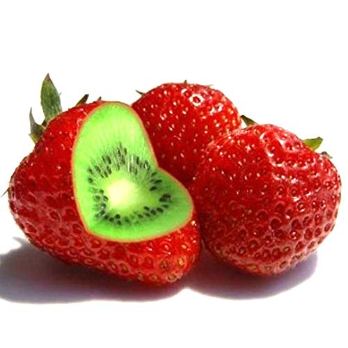 TOYHEART Semillas De Frutas De Primera Calidad, 1 Bolsa Semillas De Fresa De Kiwi Rústicas De Alta Tasa De Germinación Semillas De Jardín Ligeras No Transgénicas Para Manor rojo