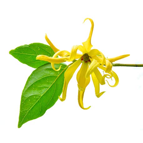 Ylang Ylang Completo Orgánico - 30 ml - Aceite esencial 100% natural y Orgánico - calidad verificada por cromatografía - Aroma Labs