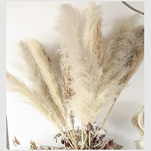 10 Unids Flores Secas Pampas Hierba Reed Hierba Plumes Gran Planta Natural Color Natural Pampas Fluffy Phragmites 47"Tall Cream Fluffy Pampas Grass Decor para el hogar