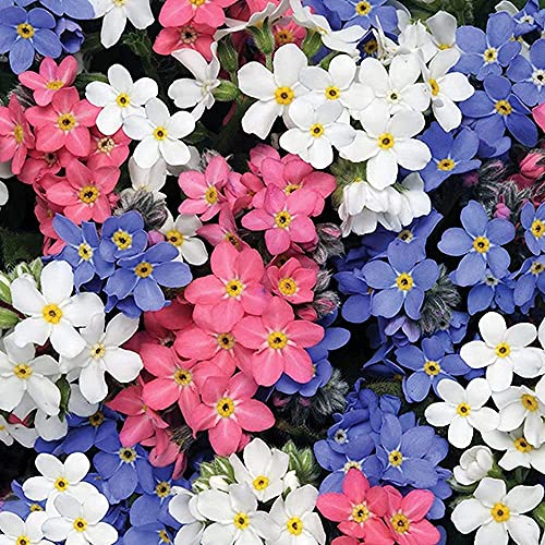 100 piezas mixtas no me olvides semillas Flor perenne para la plantación de jardines al aire libre Flores coloridas Decorar el patio Crear un hermoso paisaje de jardinería