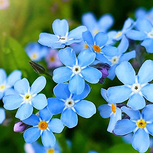 100 piezas no me olvides semillas raras mini flores azules para plantación de balcones al aire libre hermosa flor ornamental paisaje de jardinería único
