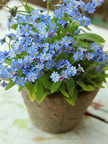 100% verdadera semilla magníficas azul Myosotis sylvatica flores de jardín semillas en macetas bonsai casa 100PCS no me olvides