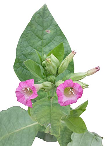 1000 Semillas *Nicotiana tabacum* (Tabaco de fumar real) By Samenchilishop