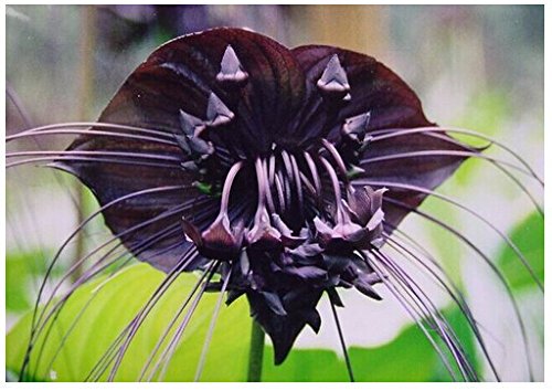 100pcs / bag del Tigre Negro Orquídea Flores Semillas Semillas de flores de orquídeas raras para casas y jardines plantas bonsai