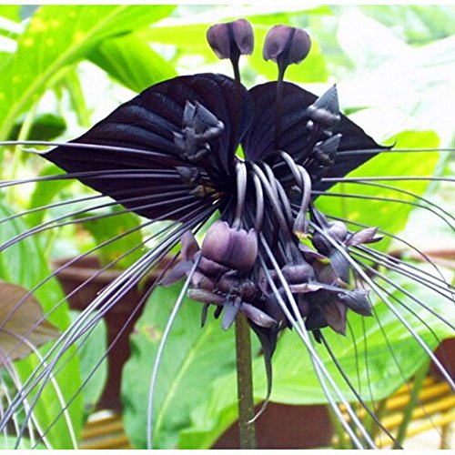 100pcs / bag del Tigre Negro Orquídea Flores Semillas Semillas de flores de orquídeas raras para casas y jardines plantas bonsai