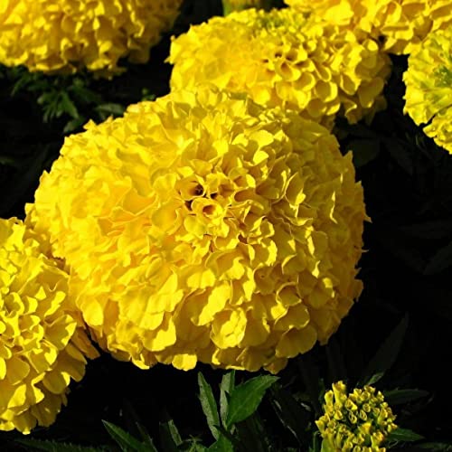 African Marigold Moonlight 100 Tagetes Erecta Flower Annual Seeds.