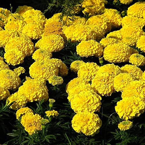 African Marigold Moonlight 100 Tagetes Erecta Flower Annual Seeds.