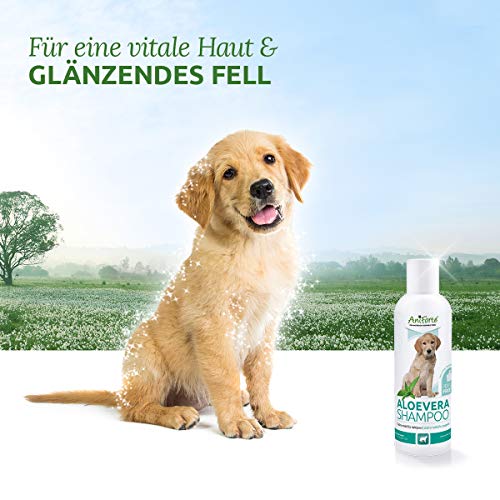 AniForte Champú Aloe Vera para Perros de 200ml - Champú Suave para Perros, sin Perfume, para Cachorros para Perros jóvenes y Perros sensibles, para un Pelo Brillante y fácil de peinar