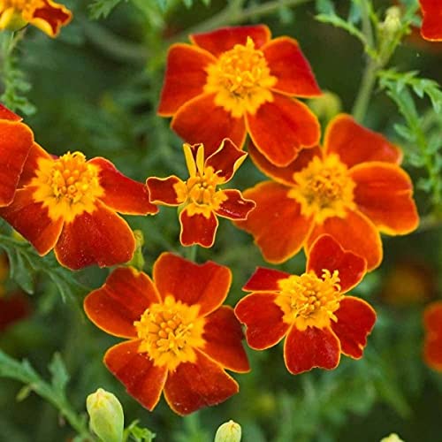 Annual Paprika Signet Marigold 100 Tagetes Tenuifolia Flower Seeds.