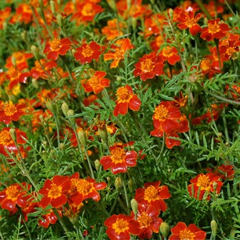 Annual Paprika Signet Marigold 100 Tagetes Tenuifolia Flower Seeds.