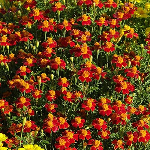 Annual Paprika Signet Marigold 100 Tagetes Tenuifolia Flower Seeds.