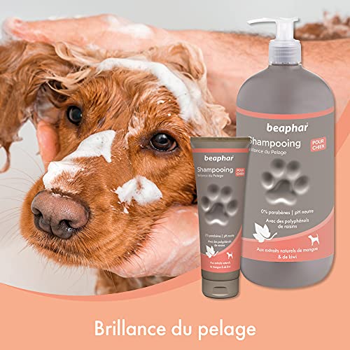 Beaphar Champú Alta Cosmética Perros Pelo Brillante, Un tamaño 250 ml 250 ml