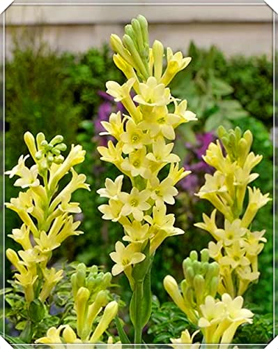 Bulbo de nardo、Floral, Interior o exterior, Exquisitas Flores cortadas y plantas verdes vivas-6Bulbos