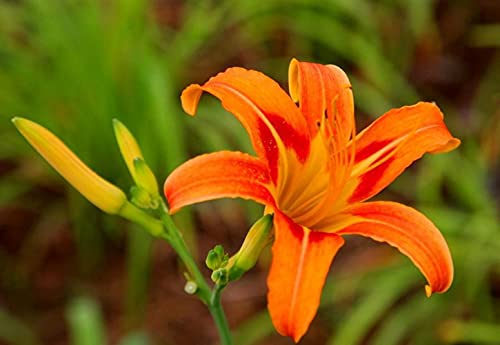 Bulbos De Azucena: Hay Muchos Tipos De Tallos Y Flores, Y Hay Flores En Todas Las Estaciones. El Jardín De La Casa Todavía Lo Usa Como Flores Y Plantas Ornamentales.-5-bulbos,naranja