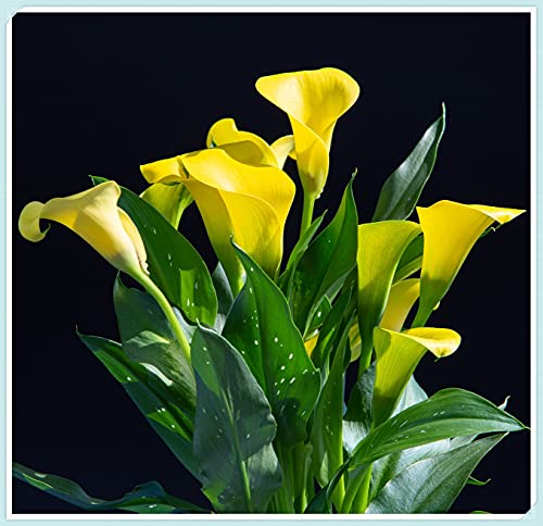 Bulbos de lirio de Cala,Lirio de Cala Planta,Plantación De Terraza,Hermosos Colores,Encantadoras Flores Cortadas-5 Bulbos,A