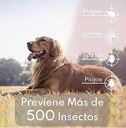 Collar Antiparasitos Perros Natural contra Pulgas,Garrapatas y Mosquitos,Tamaño Ajustable e Impermeable para Mascota Pequeño Mediano Grandes (Morado)