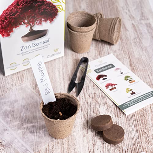 Cultivea Mini - Kit de 5 Bonsái para cultivar - Semillas de calidad - Jardín - Idea de regalo (Arce rojo, Cercis chino, Juniperus, Liquidambar, Pícea de Noruega)