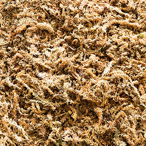 Esfagno Chileno Premium en Fibra 150 gr, Sustrato Natural de Esfagno Musgo para Orquídeas y Bonsai, Sphagnum Moss