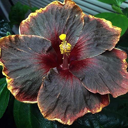 Flower Seeds200Pcs/Bag Hibiscus Coralline Seeds Rustic Sunshine Preferir floreciente vibrante Hibiscus Coralline Seeds para Bonsai - Hibiscus Coralline Seeds