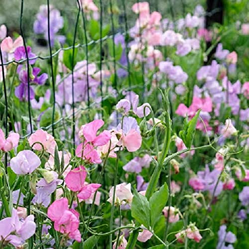 Guisante de olor Royal colores mixtos - semillas de flores