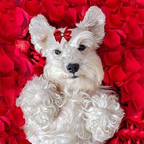HACRAHO Pinzas para el pelo para perros, 10 piezas de estilos mixtos para cachorros con lazo, pinzas para el pelo para perros pequeños, gatos, cachorros para el día de San Valentín, rojo