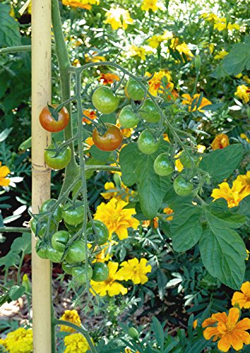 La permaculture dans un petit jardin: Créer un jardin auto-suffisant