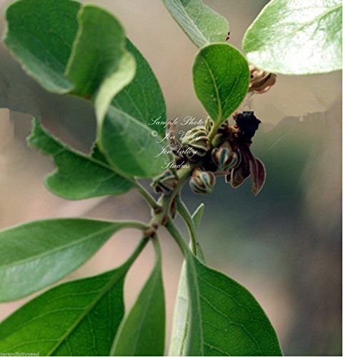 Las semillas Diospyros Melanoxylon este de la India ébano Coromandel tropical Árbol de la planta