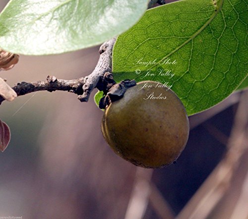 Las semillas Diospyros Melanoxylon este de la India ébano Coromandel tropical Árbol de la planta