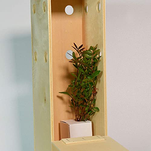 LENTISCO - arbolito de pequeño tamaño en caja de madera - PLANTA VIVA (1)